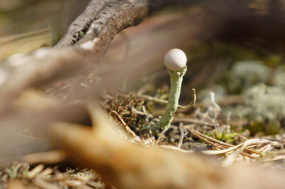 Photograph by Дарий Остахов