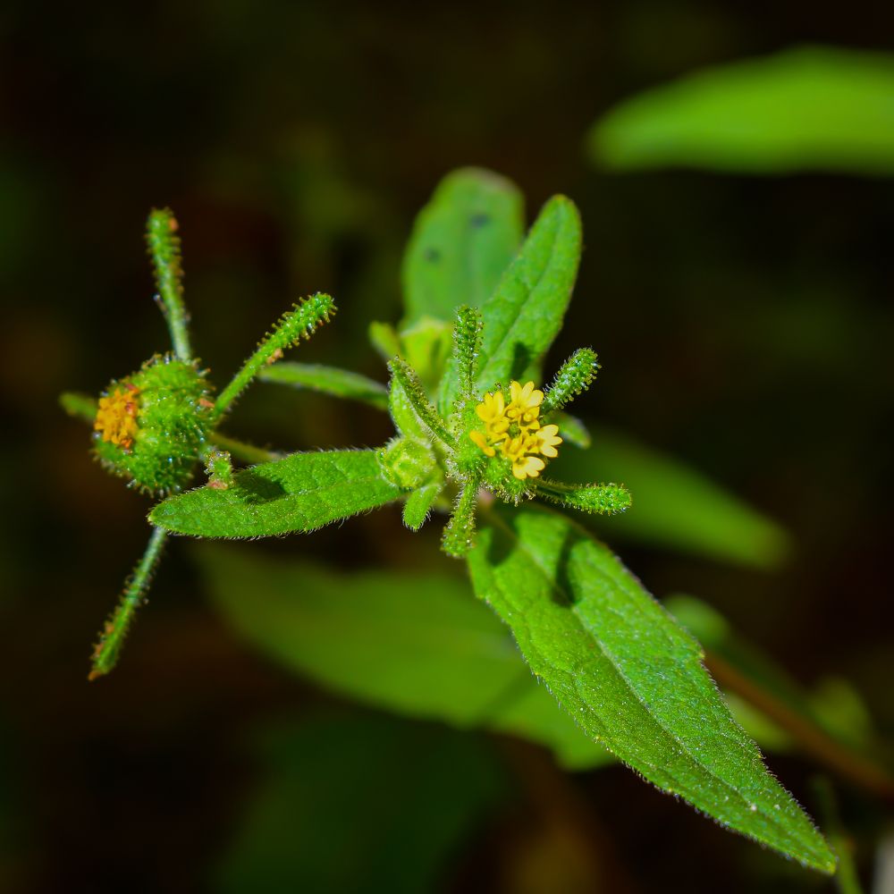 Photograph by Jean Loprete