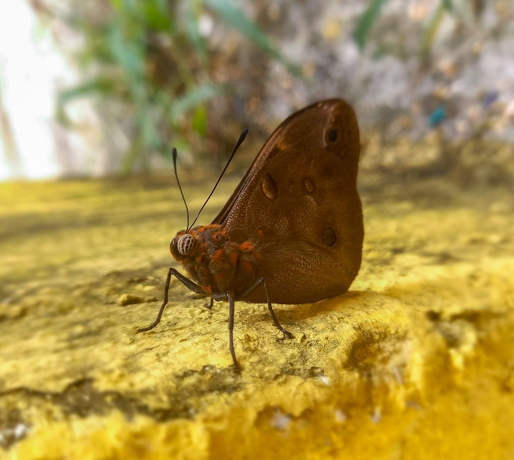 Photograph by Jean Loprete