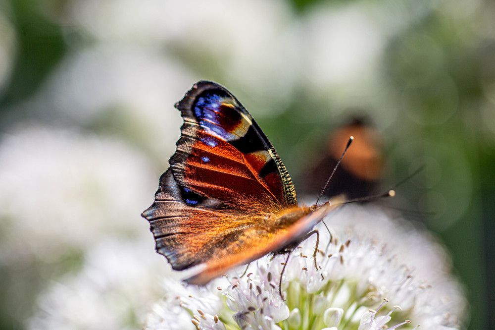 Photograph by Ирина Гентош