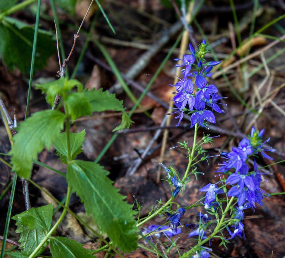 Photograph by Vladimir Voronyuk