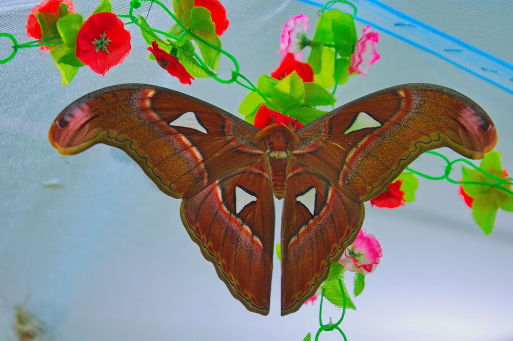 Photograph by Василий Быстрицкий