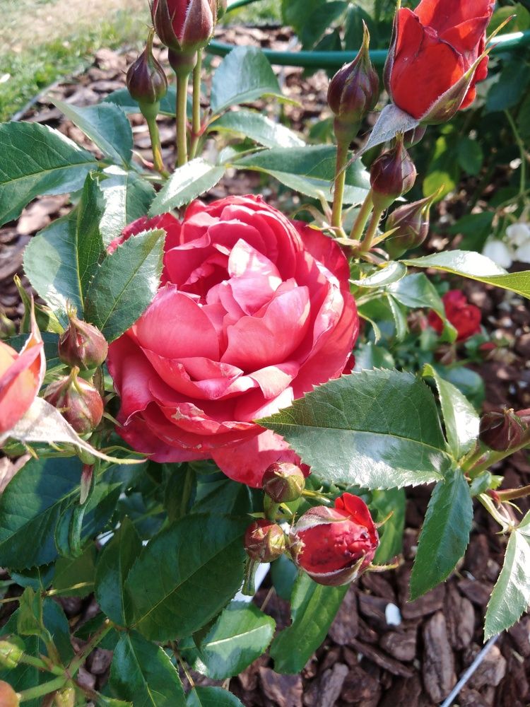 Photograph by Янина Милош