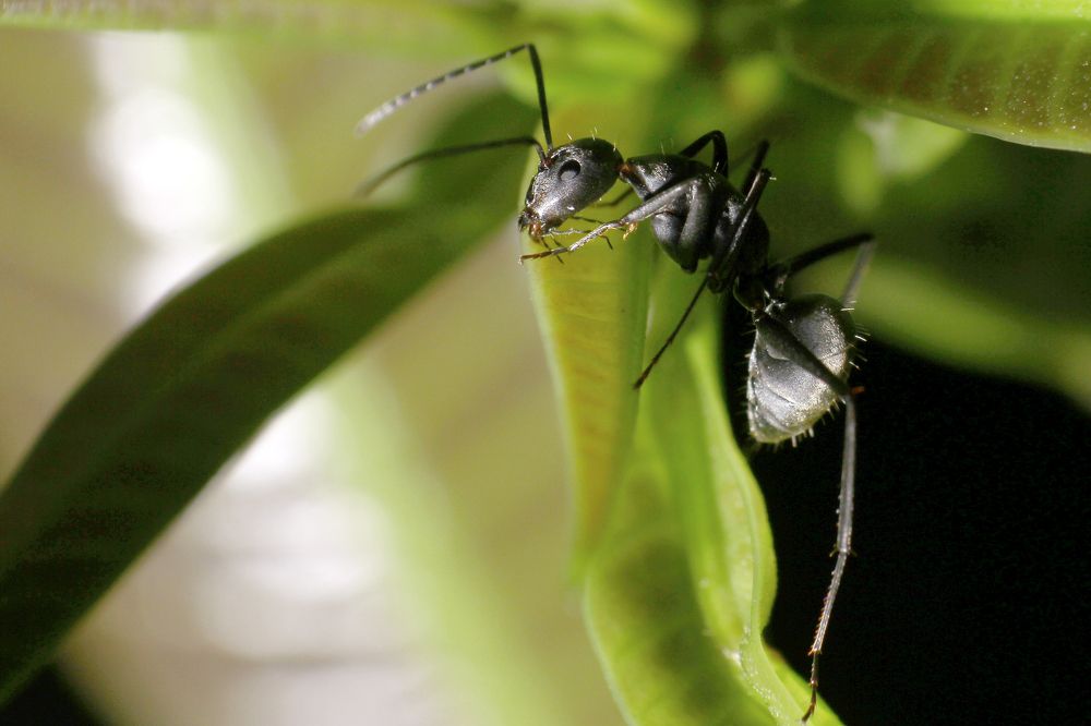 Photograph by Md Tariqul Islam Anik