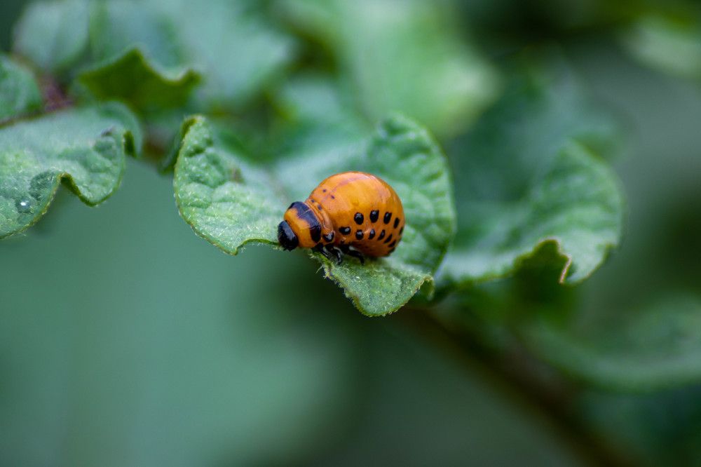 Photograph by Vladimir Voronyuk