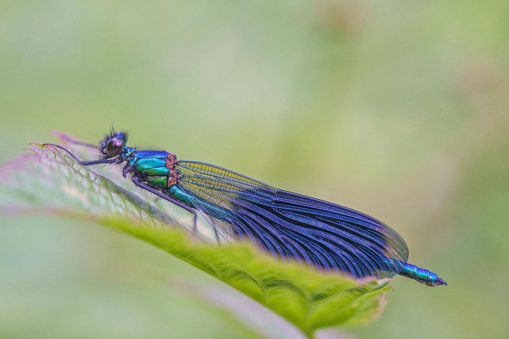 Photograph by NINA OVCHINNIKOVA