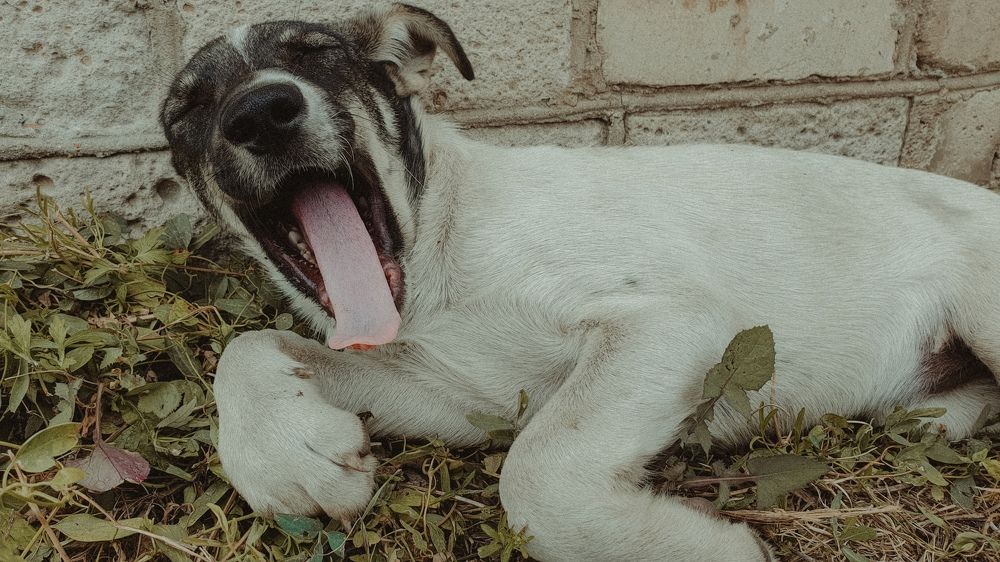 Фотография автора Ivan Karpoff