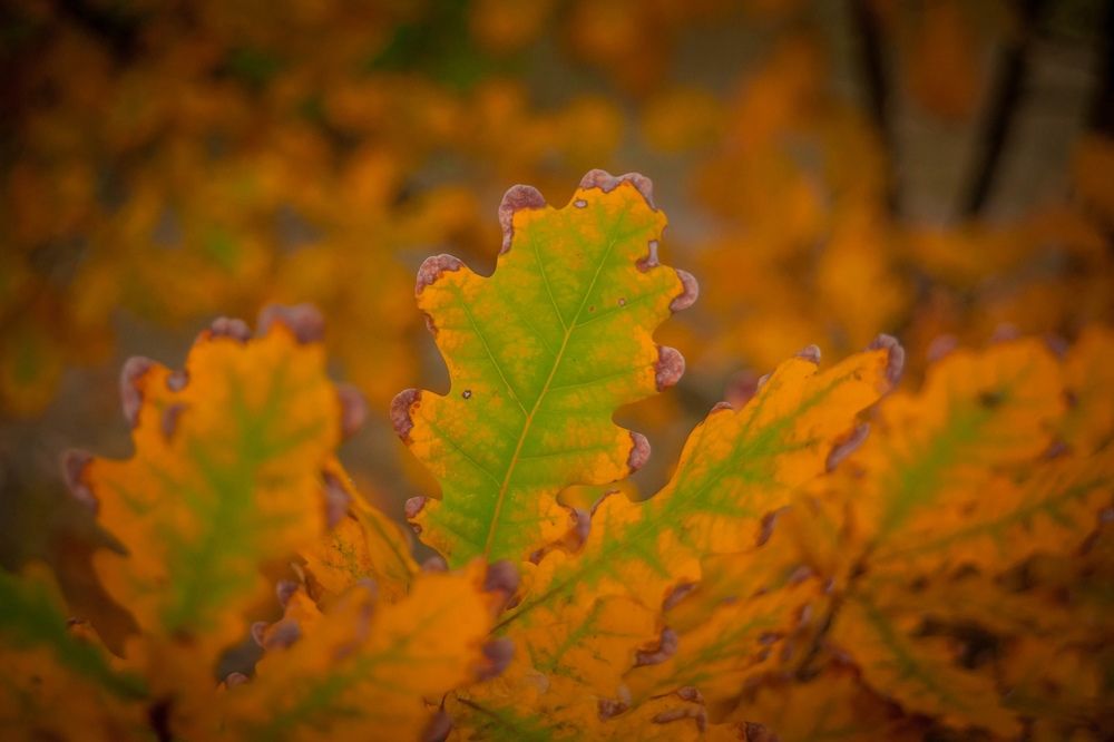 Фотография автора Ivan Karpoff