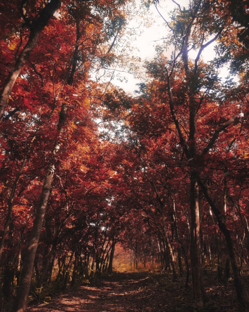 Photograph by Sabharish PV