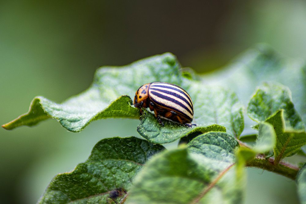 Photograph by Vladimir Voronyuk