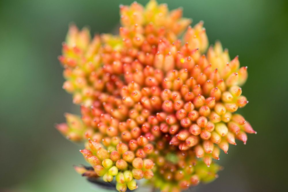 Photograph by Ирина Гентош