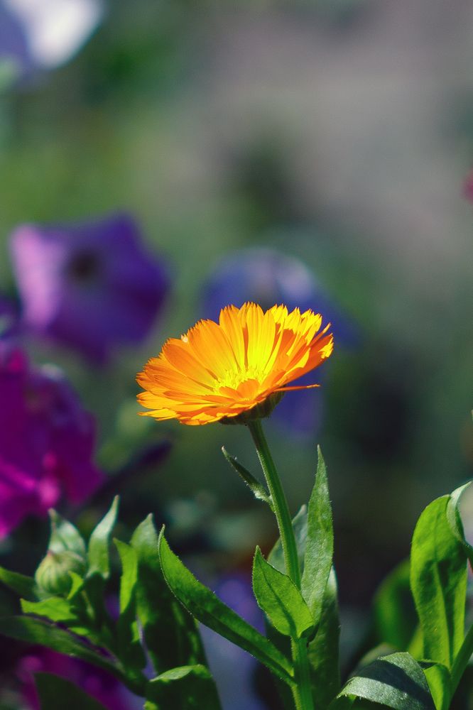 Photograph by Орехова Татьяна