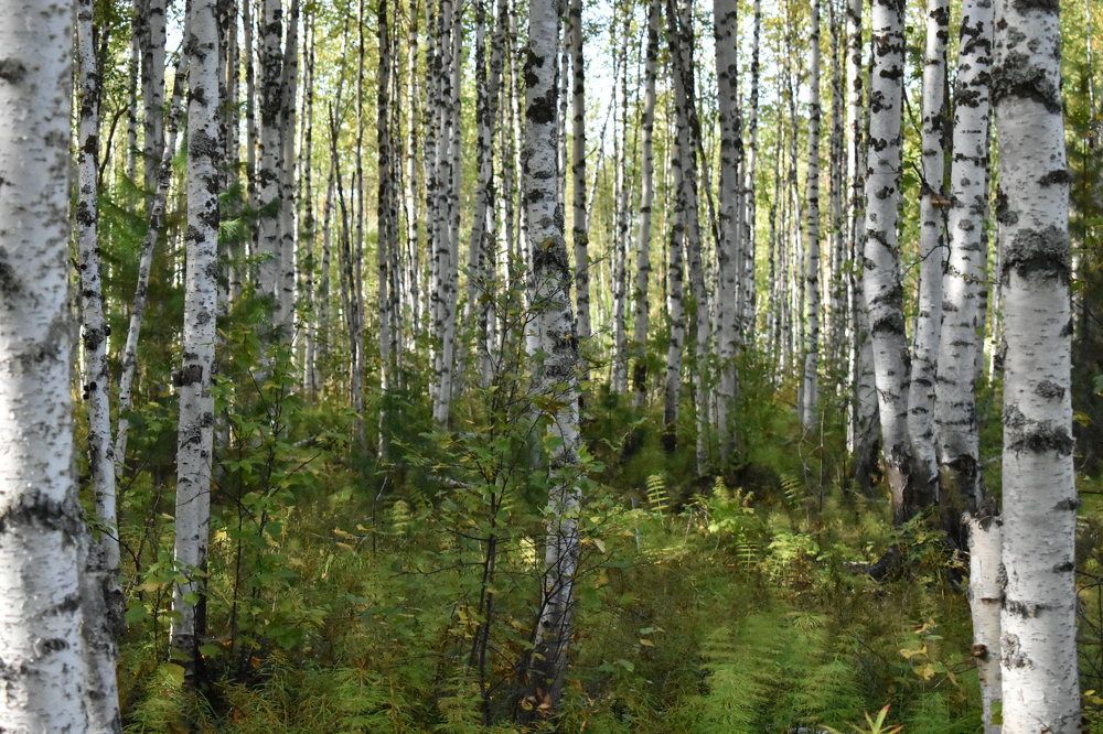 Березовая роща