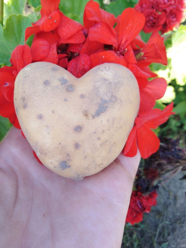 Photograph by Янина Милош