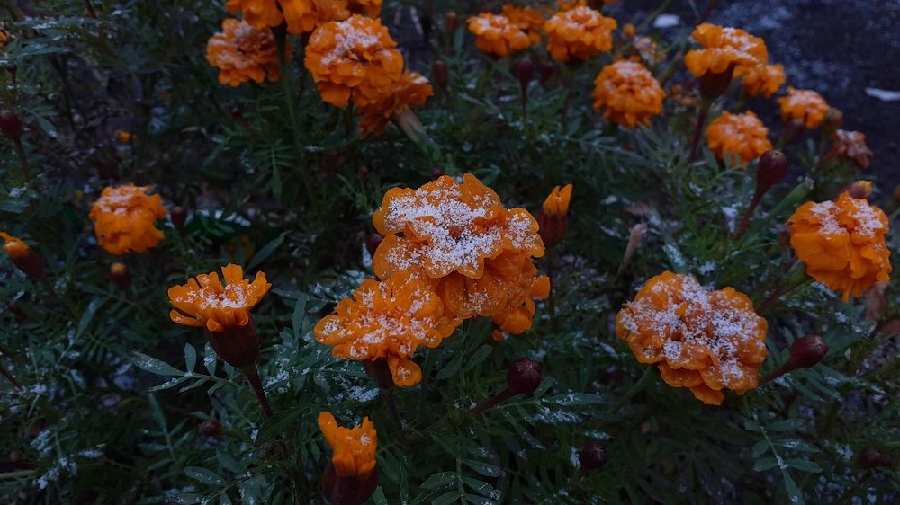 Фотография автора Елена Лещева