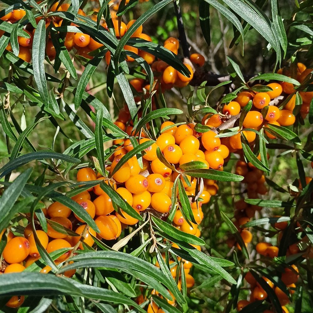 Фотография автора Анастасия Горбачева