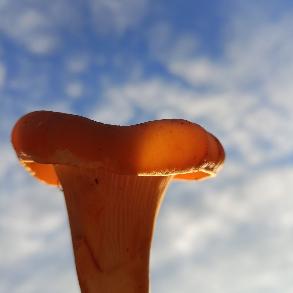 Фотография автора Анастасия Горбачева