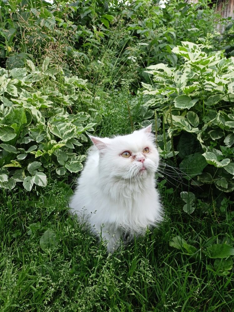 Фотография автора Анастасия Горбачева