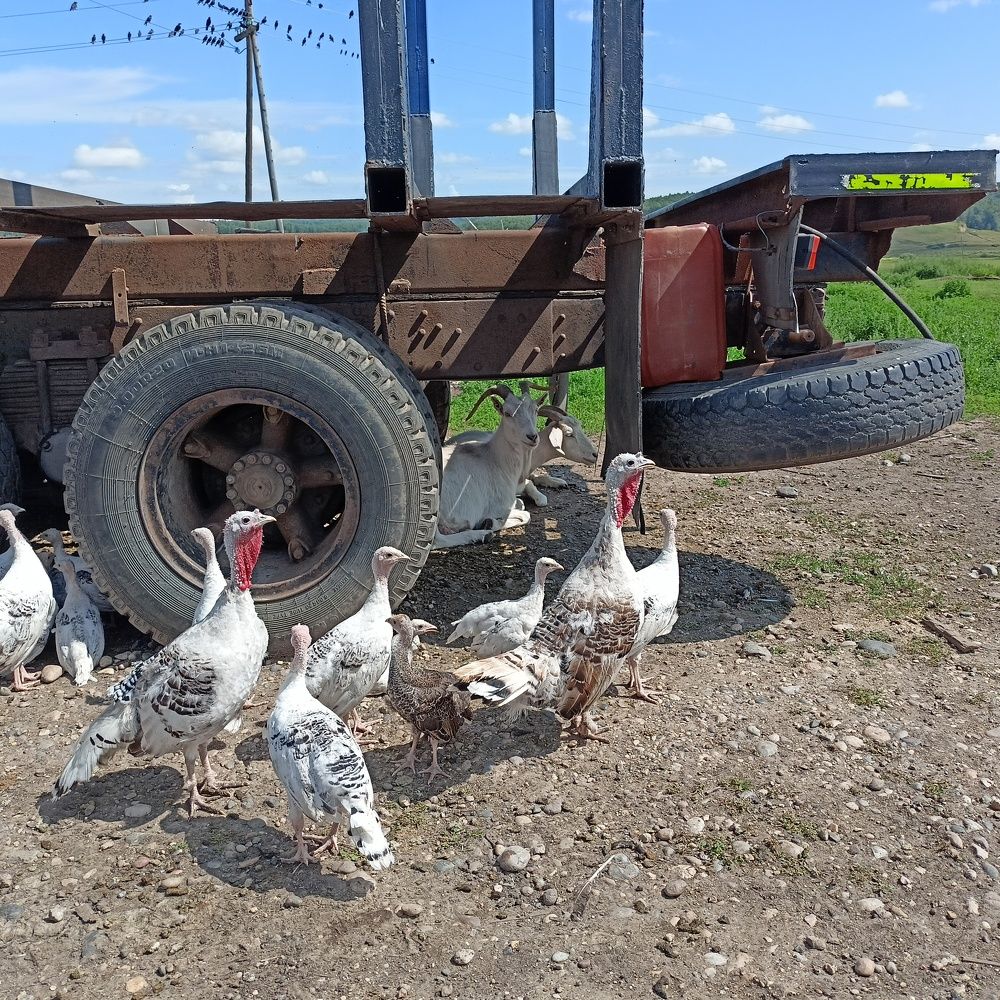 Настоящая ферма