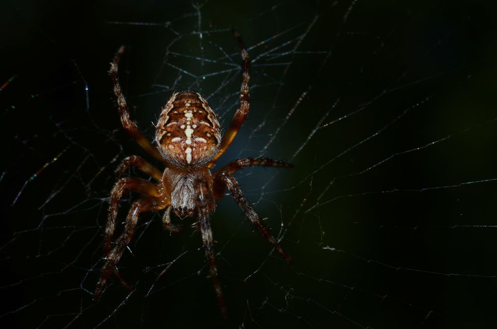 Фотография автора Вадим Писарев