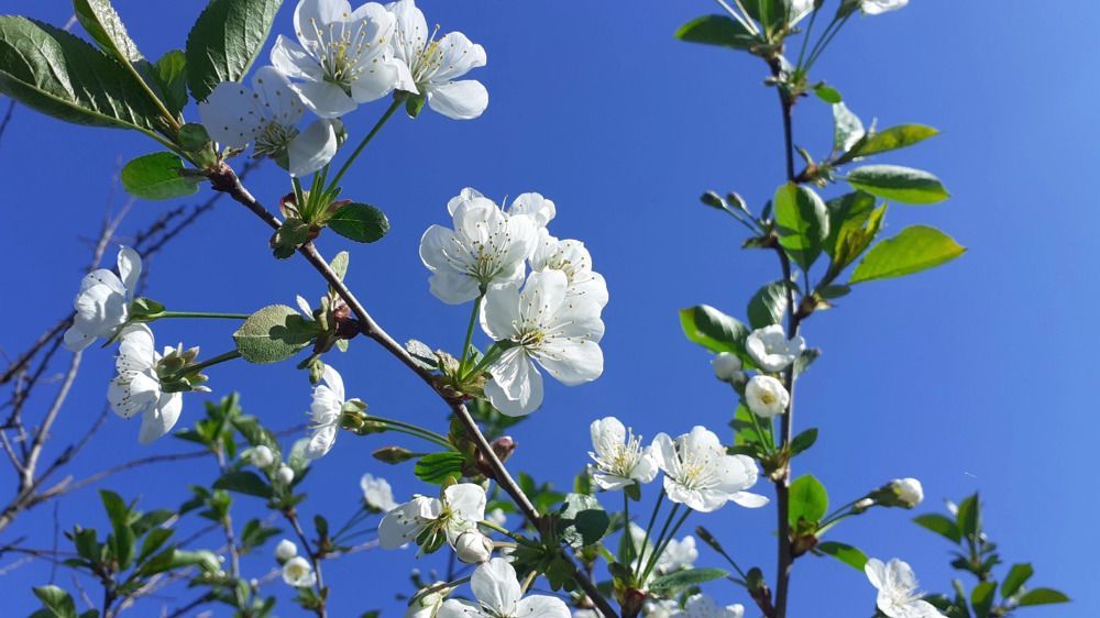 Фотография автора Елена Лещева