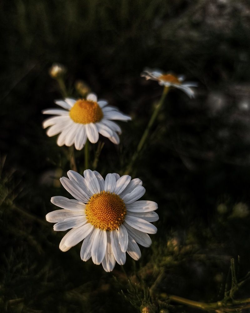 Photograph by Татьяна Долгушева