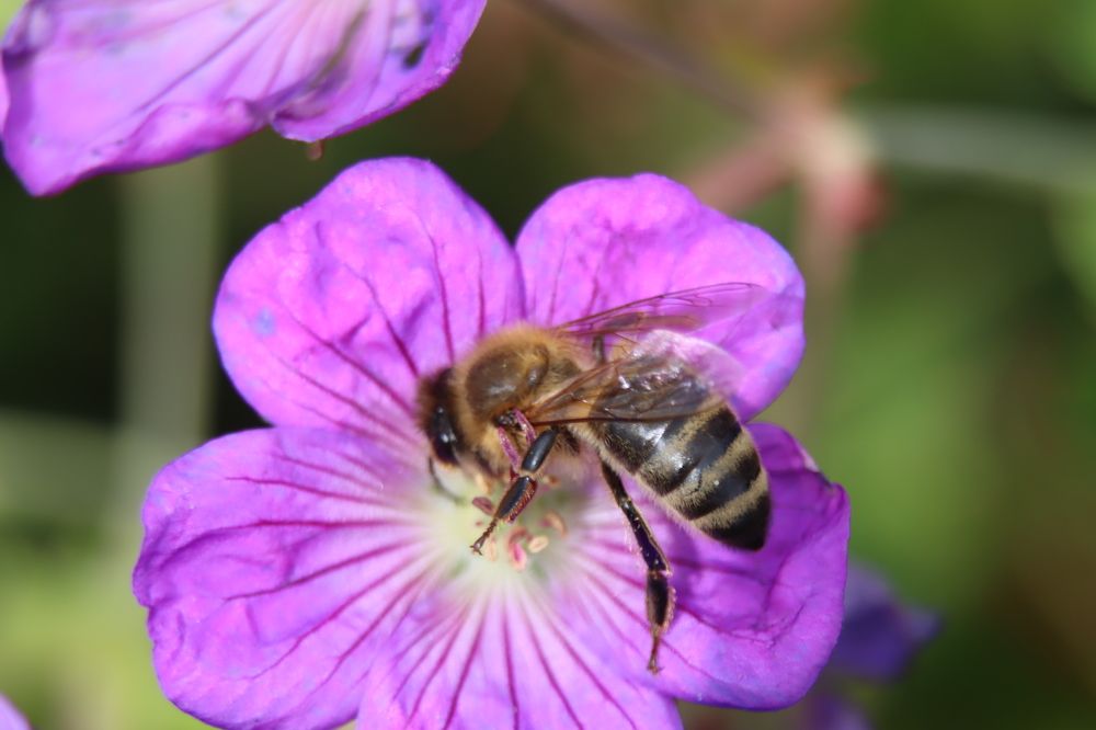 Photograph by Safet Hasanoski