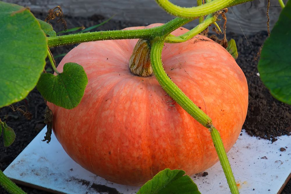 Photograph by Василий Быстрицкий