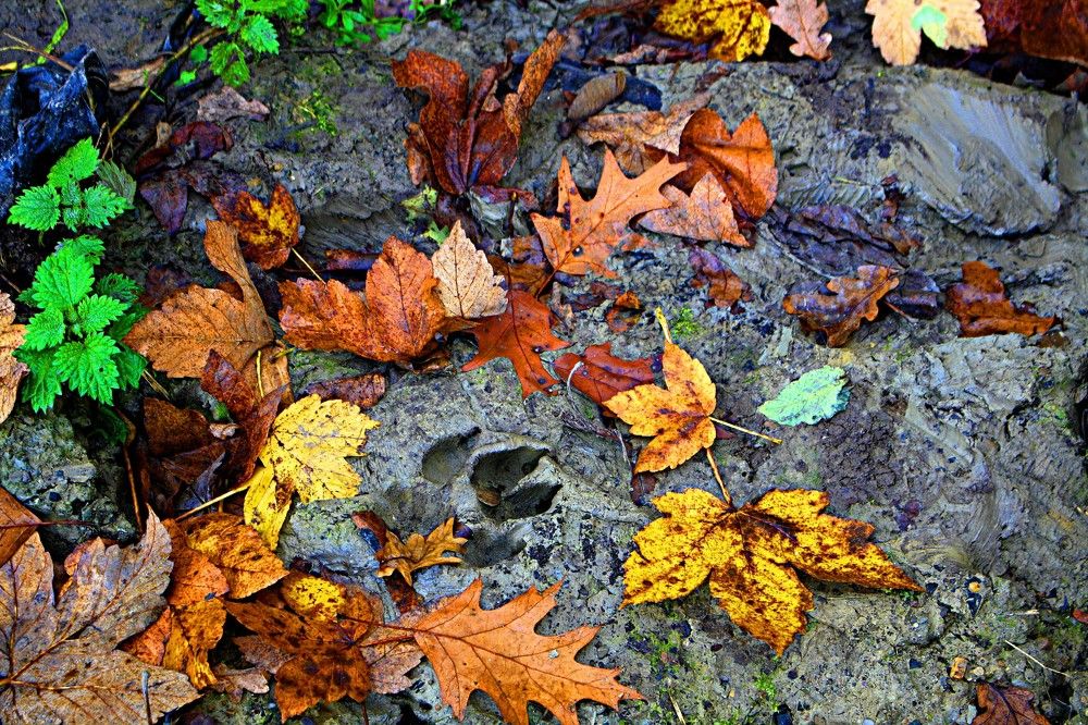 Фотография автора Сергей Рапопорт