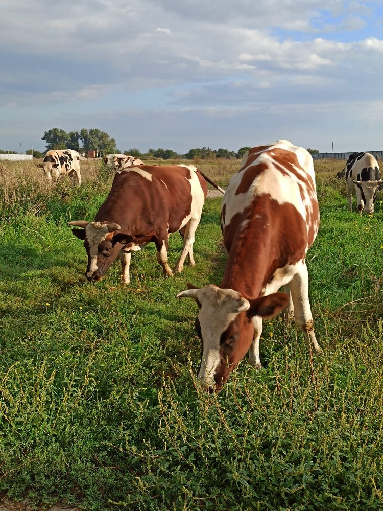 Photograph by Татьяна Долгушева