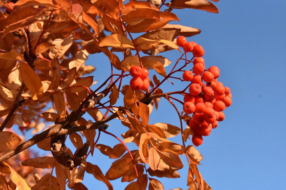 Яркою кистью рябина зажглась