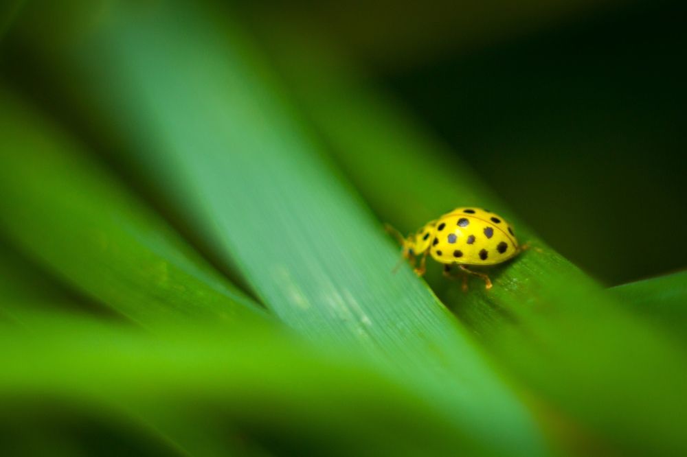 Фотография автора Ivan Karpoff