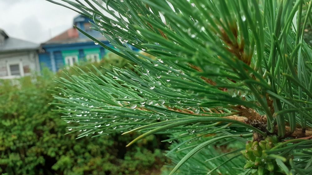 Фотография автора Елена Лещева