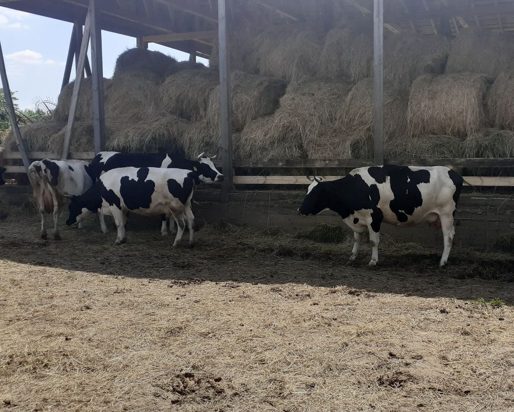 Фотография автора Елена Лещева