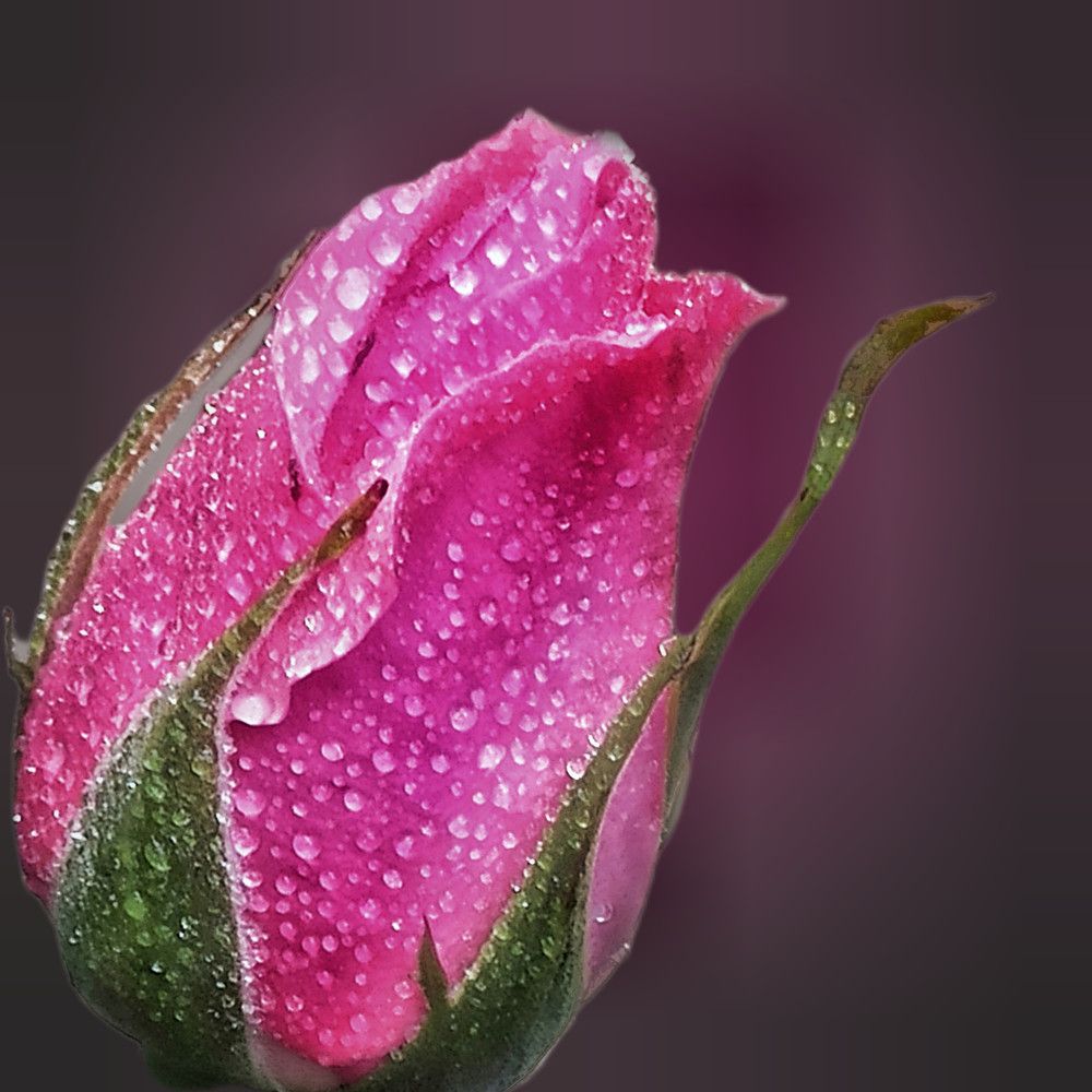 Photograph by Sodabe Arabzade