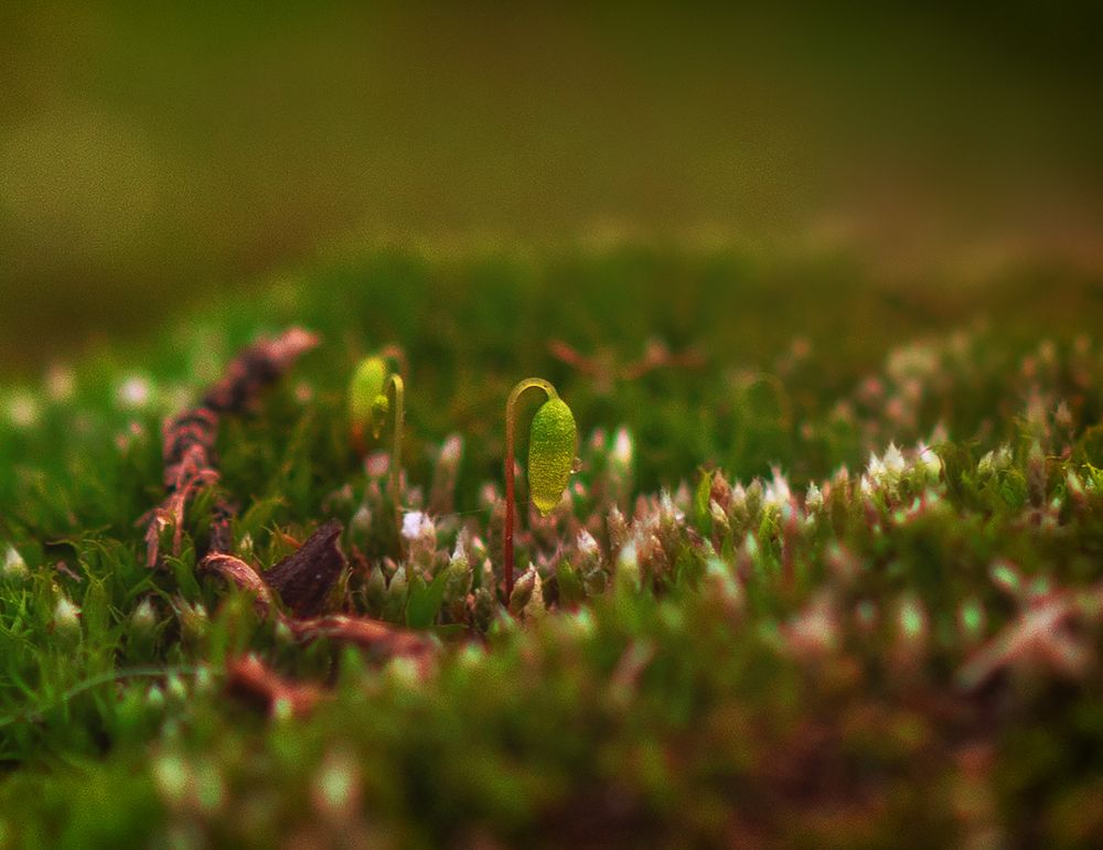 Фотография автора Ольга Попова