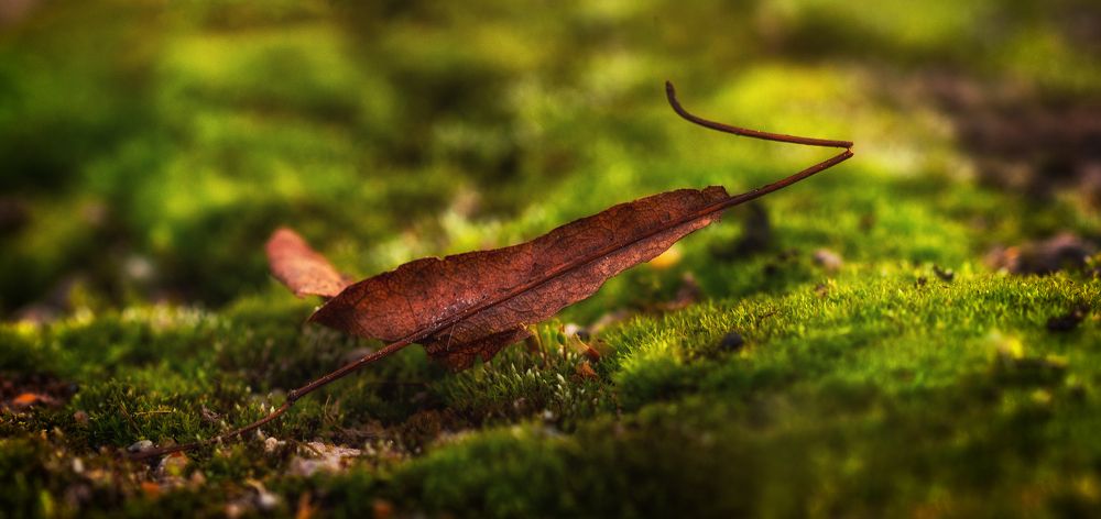 Фотография автора Ольга Попова