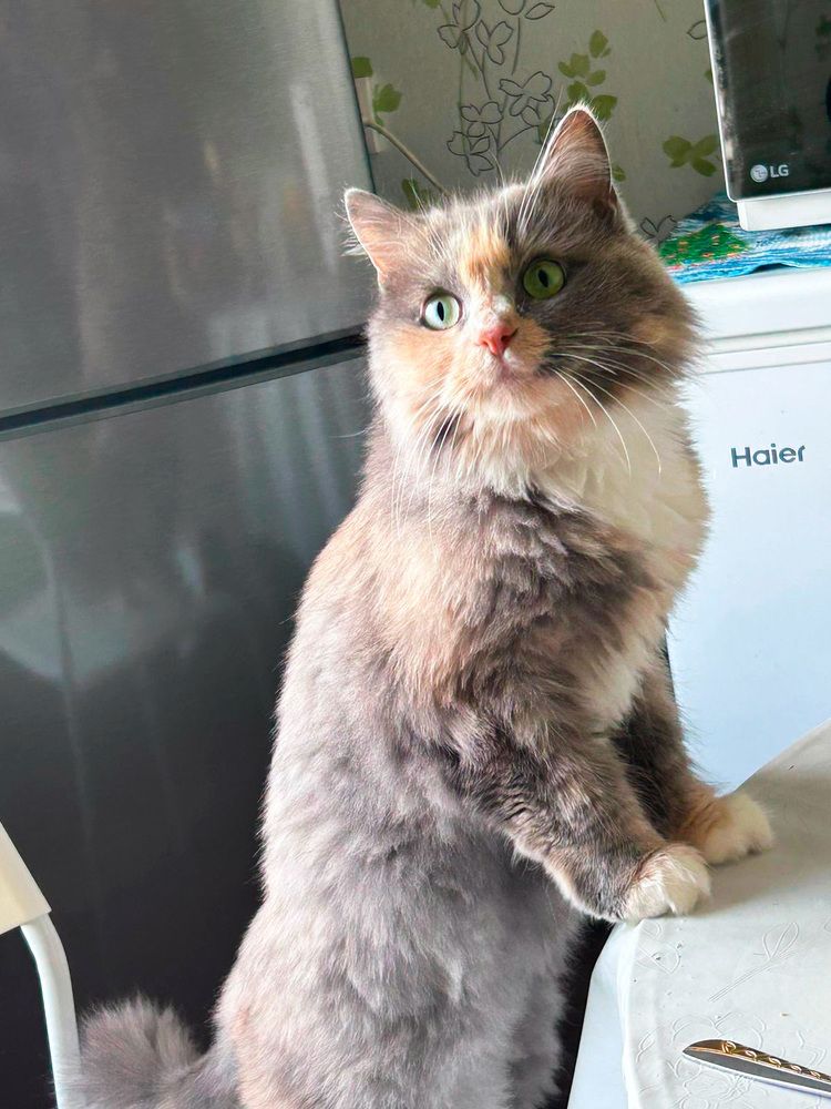 Фотография автора Динара Каймиденова