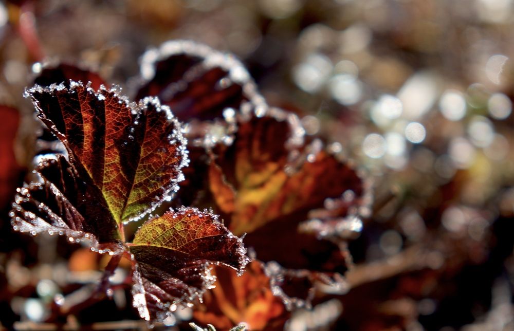 Photograph by Leonid Golubkov