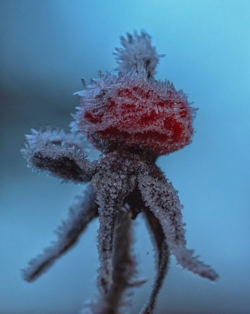 Фотография автора Ольга Попова