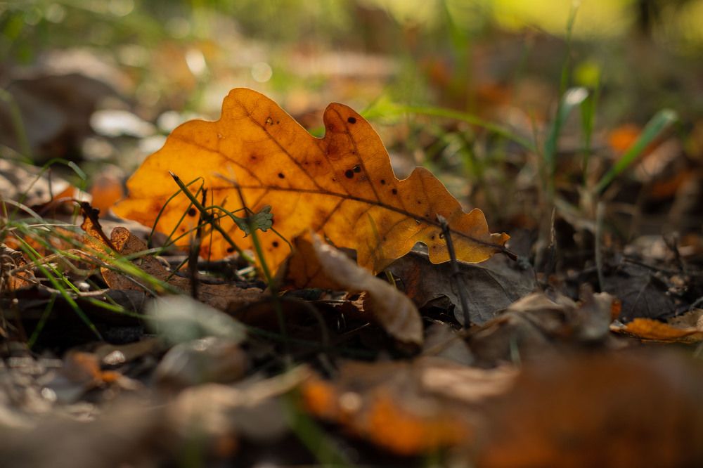 Photograph by Янина Найденцева