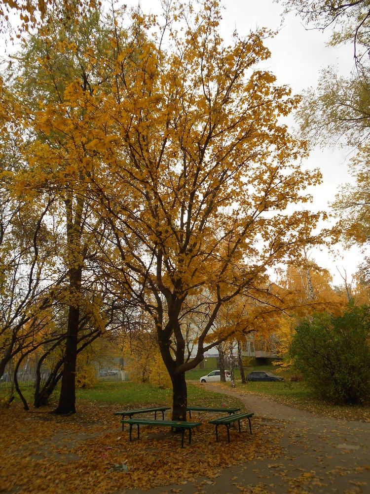 Фотография автора Любовь Панфилова