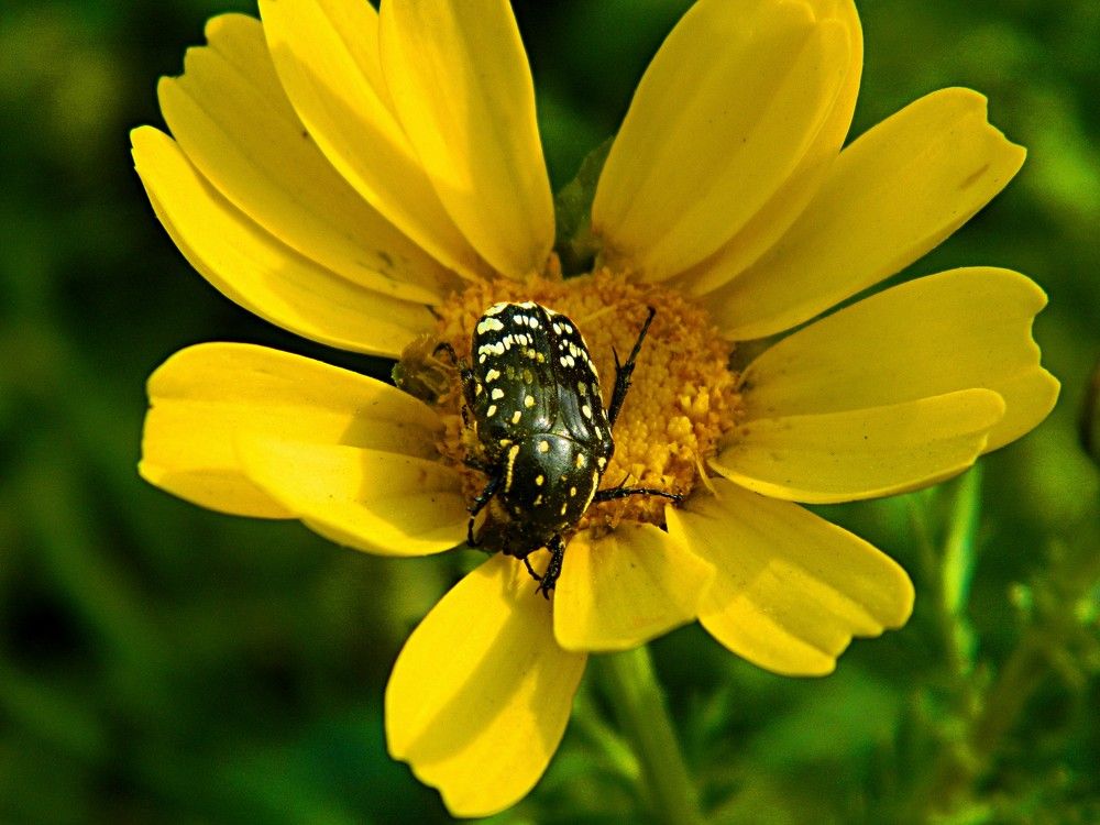 Фотография автора Сергей Рапопорт