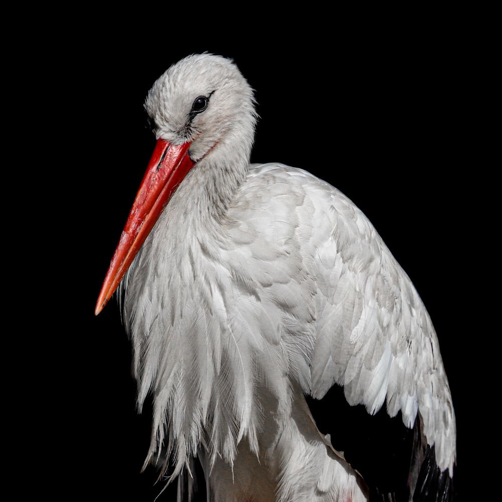 Фотография автора MademoiselleK