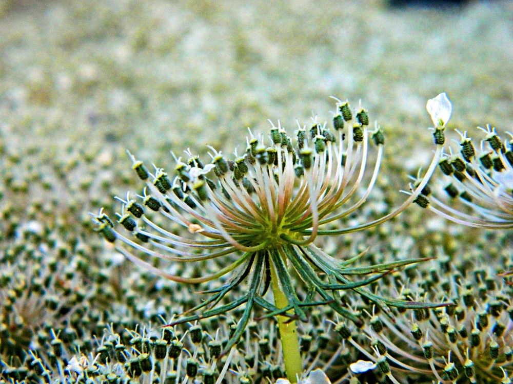 Фотография автора Сергей Рапопорт