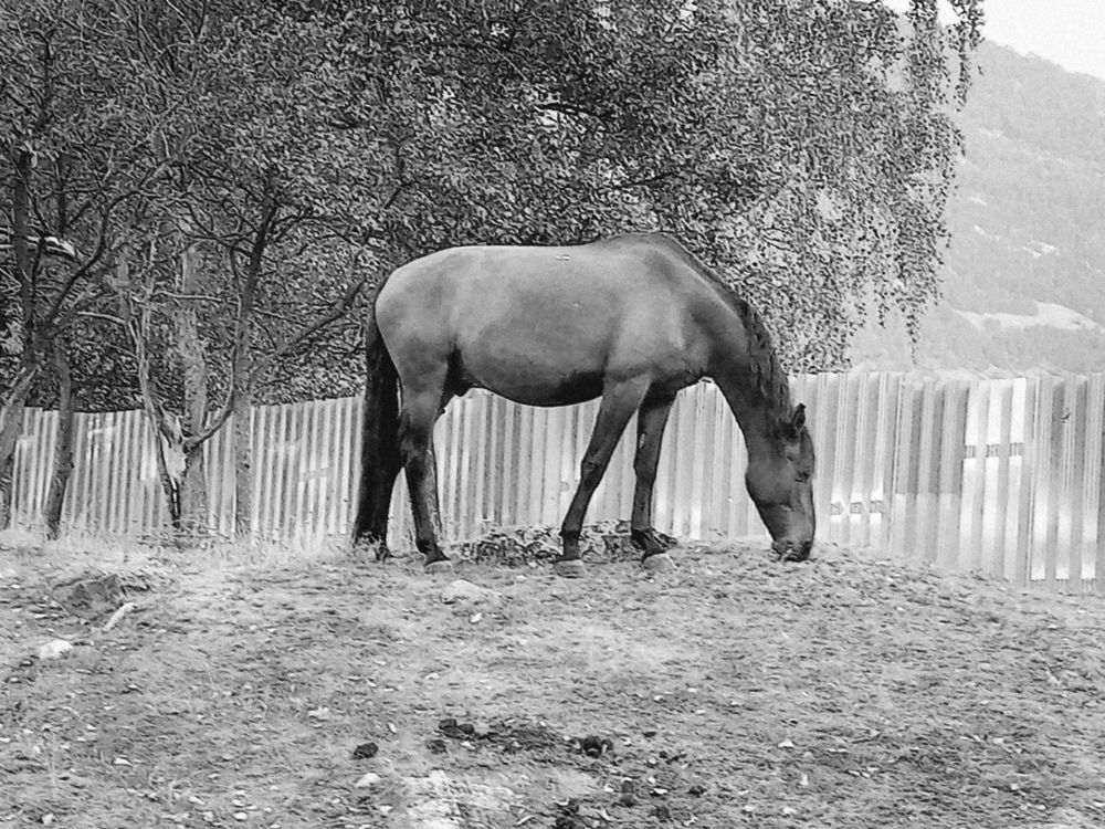 Photograph by Светлана Зубанова