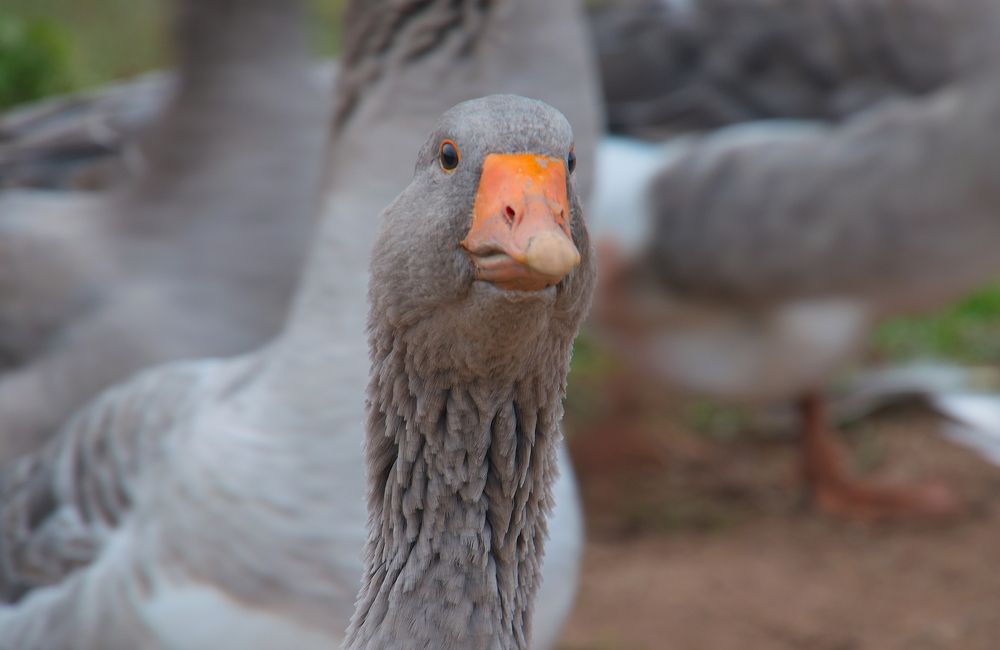 Photograph by Василий Быстрицкий