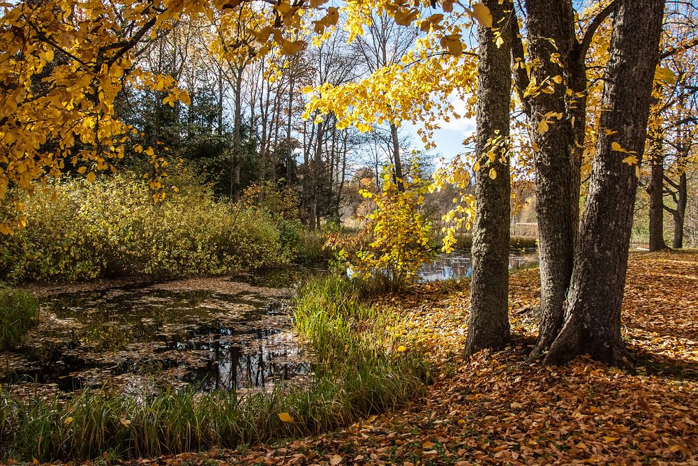 Фотография автора Aleksej Musatov