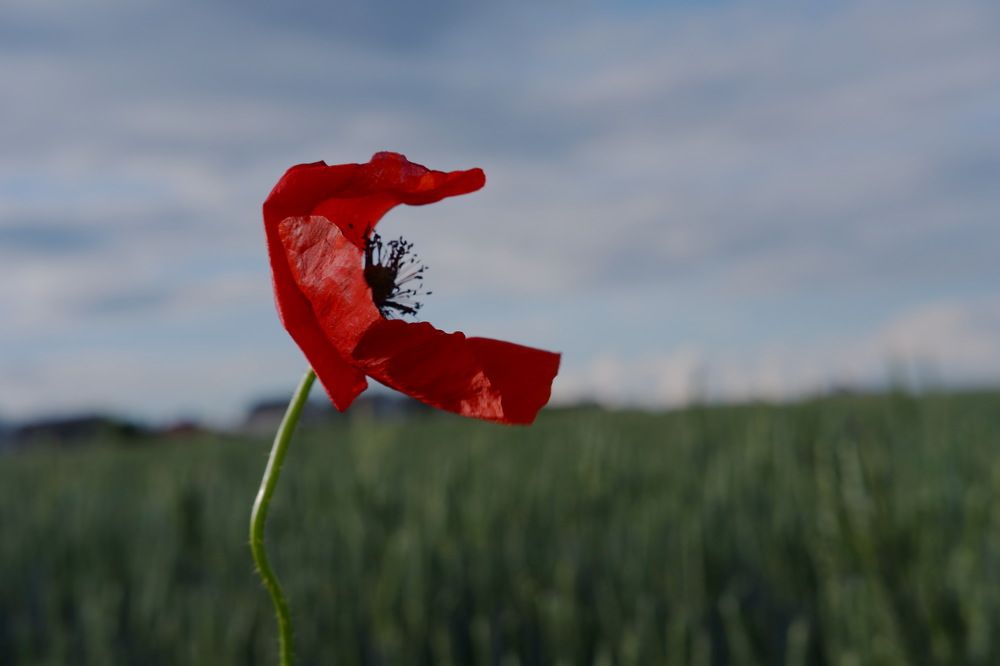 Photograph by Янина Найденцева