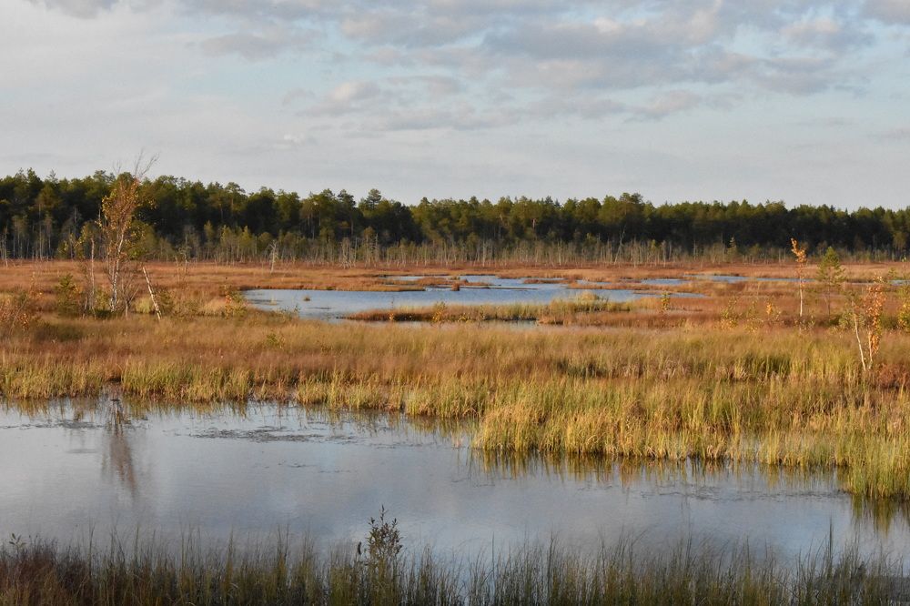 Осеннее болото